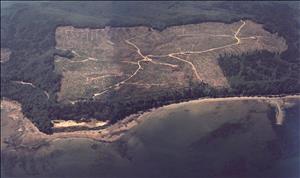 A birds eye view of a rectangular clearing in a forest along a sandy shoreline. 